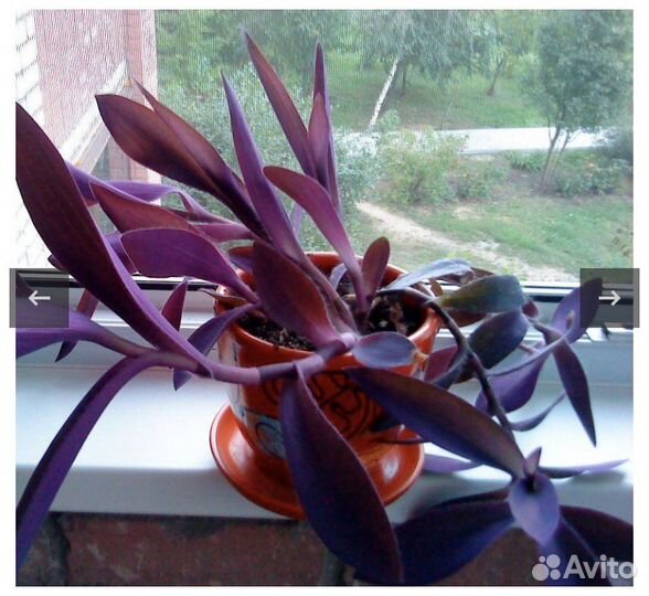 Сеткреазия пурпурная