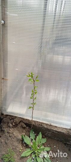 Ростки абрикоса