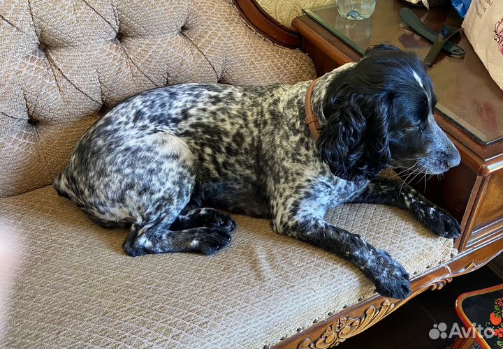 Русский охотничий спаниель щенки