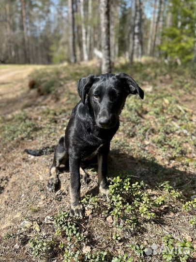 Щенок в добрые руки