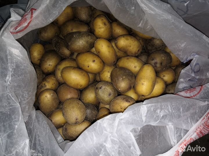 Картофель семенной