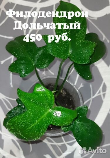 Комнатные цветы