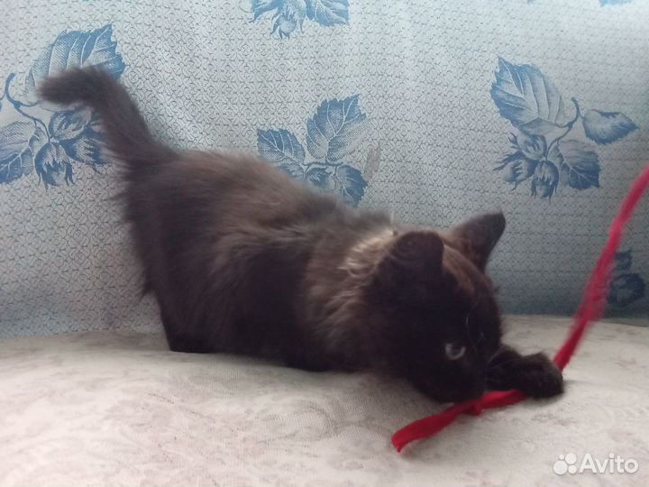 Малышка в дар