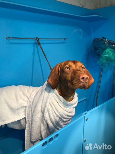 Венгерская выжла для фотосессий