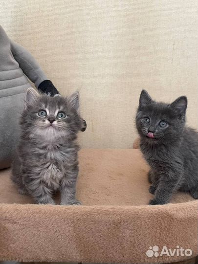 Котики в добрые руки