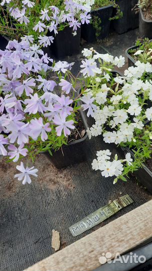 Флоксы шиловидные