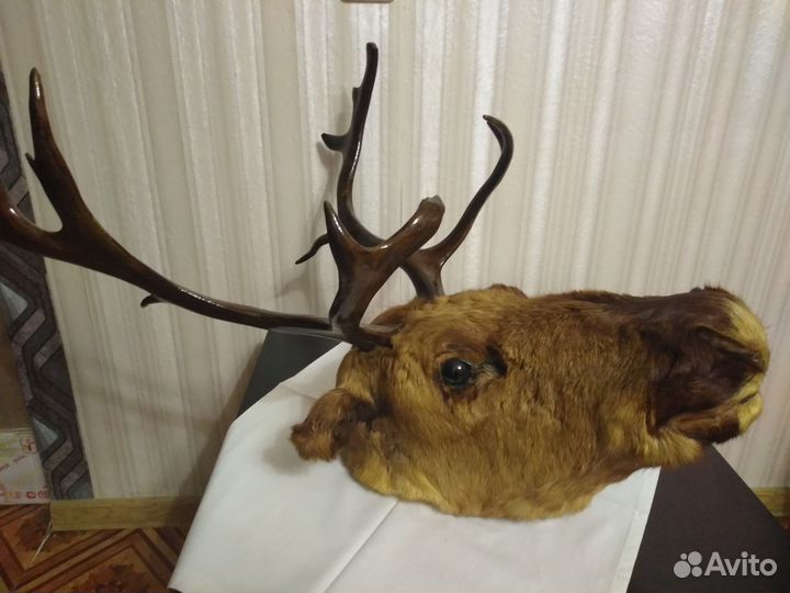 Чучело головы оленя