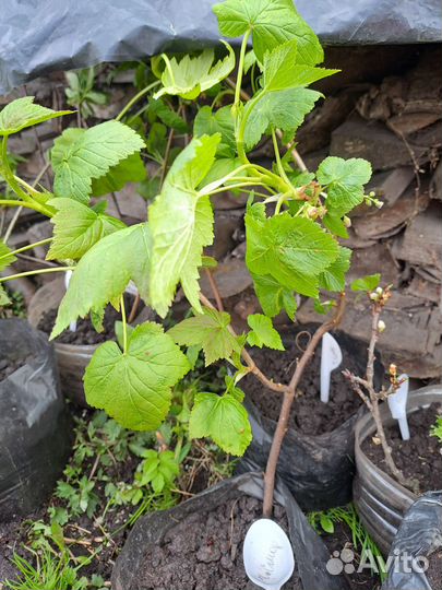 Саженцы смородины. Сорт-Вологжанка