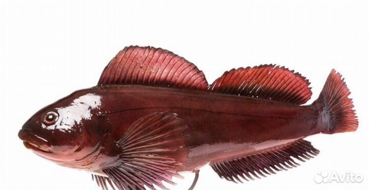 Свежая рыба