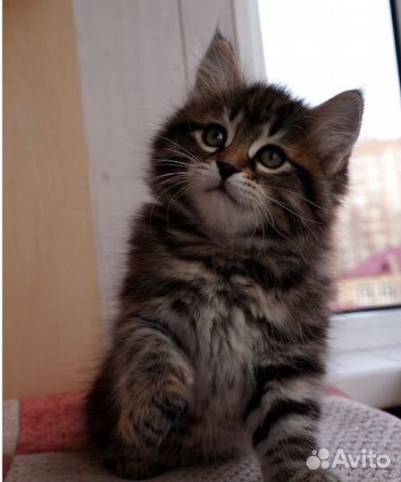 Сибирские котята, очень красивые