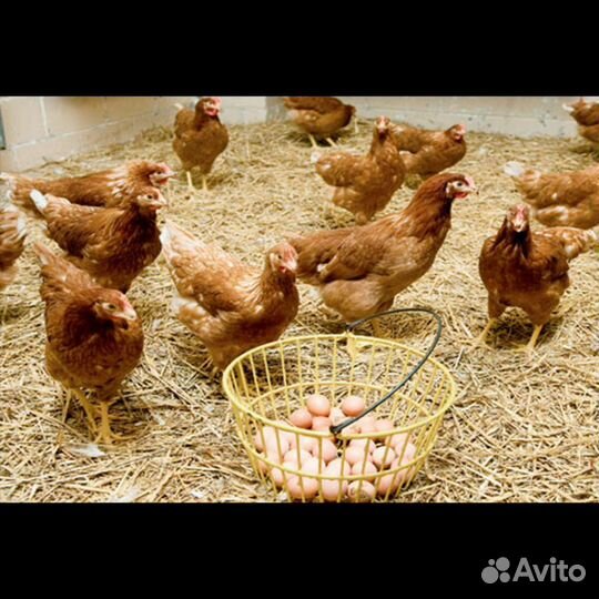 Куры несушки с доставкой