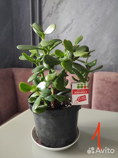 Денежное дерево толстянка крассула