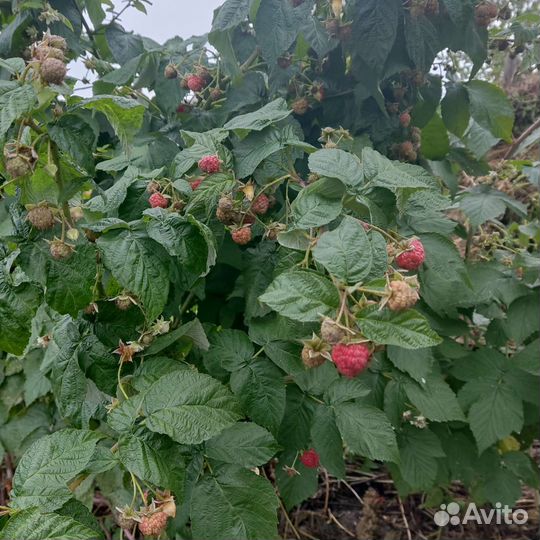 Ремонтантная малина