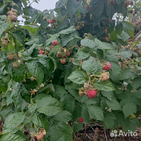 Ремонтантная малина