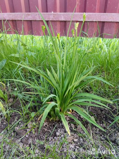 Лилейник желтый