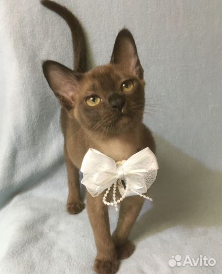 Европейская Бурма - котята