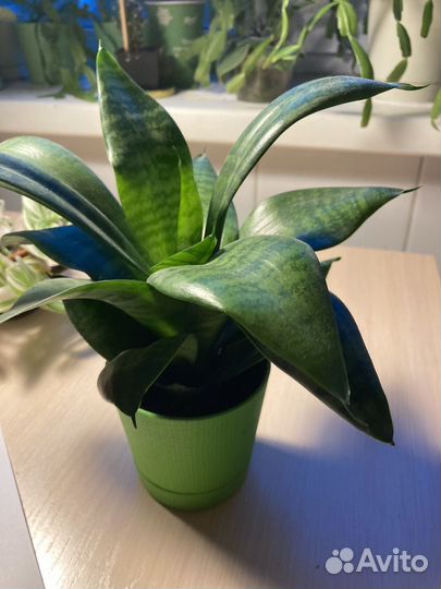 Сансевиерия