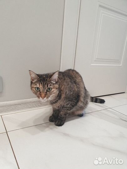 Умерла хозяйка