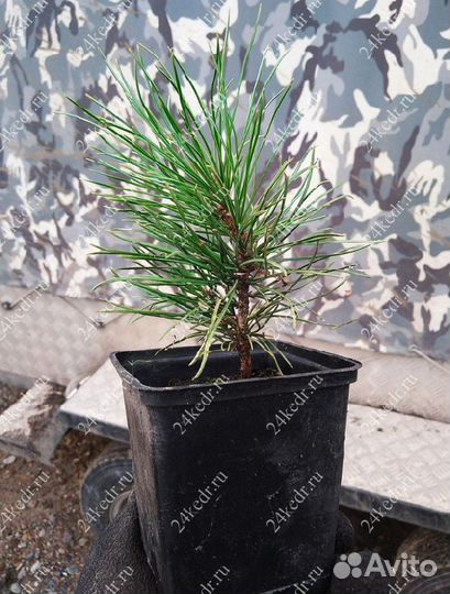 Саженцы кедра