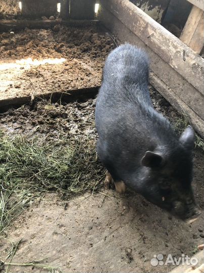 Свинья вьетнамская