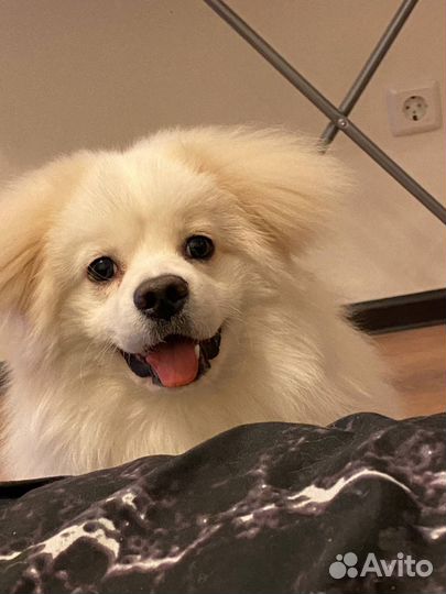 Японский шпиц