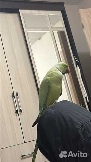 Попугай ожереловый птица