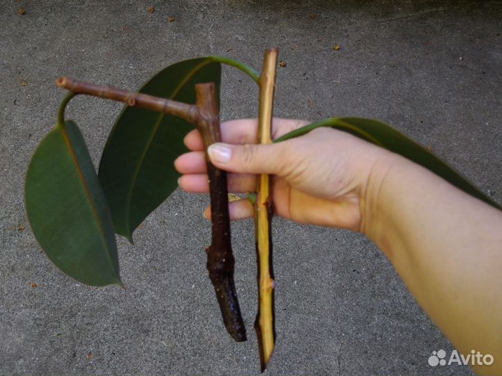 Фикус гигант