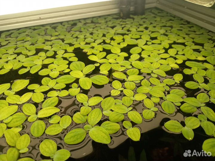Аквариумное растение Пистия