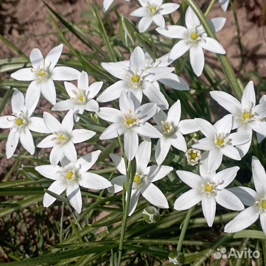 Птицемлечник, луковичный многолетник