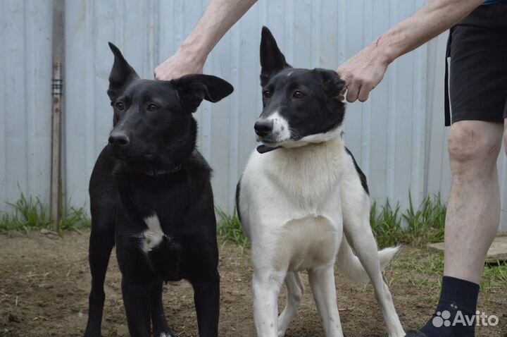 Собаки в добрые руки