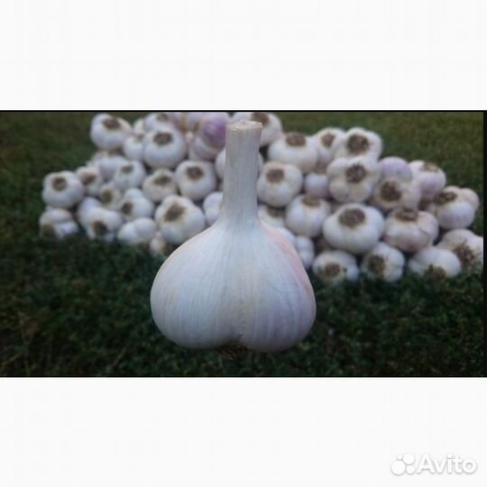 Озимый чеснок для посадки с доставкой