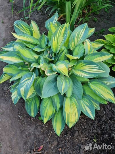 Садовые растения