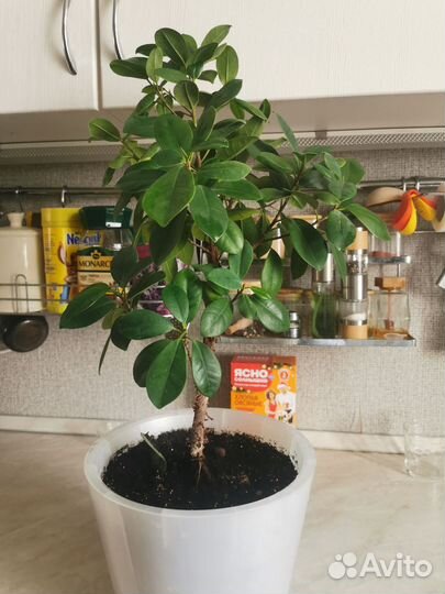 Фикус микрокарпа