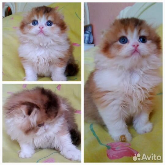 Шотландские котята