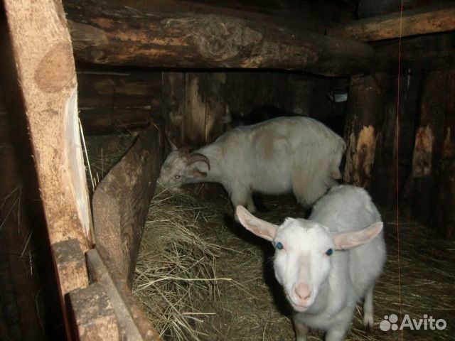 Козы молочные