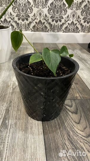 Спатифиллум