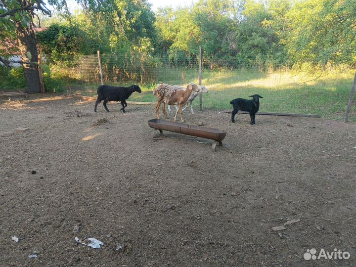 Стадо баранов