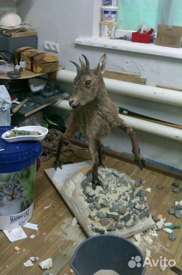 Изготовление чучел любой сложности