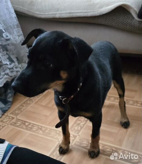 Щенки пинчера