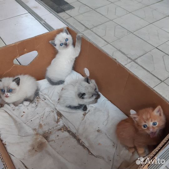 Кошка