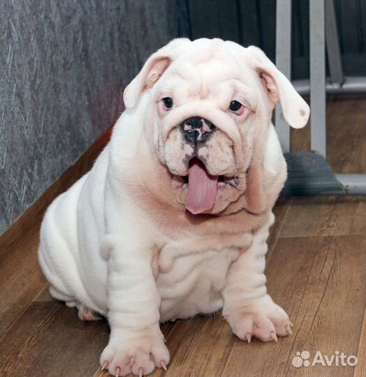 Английский бульдог (вязка)