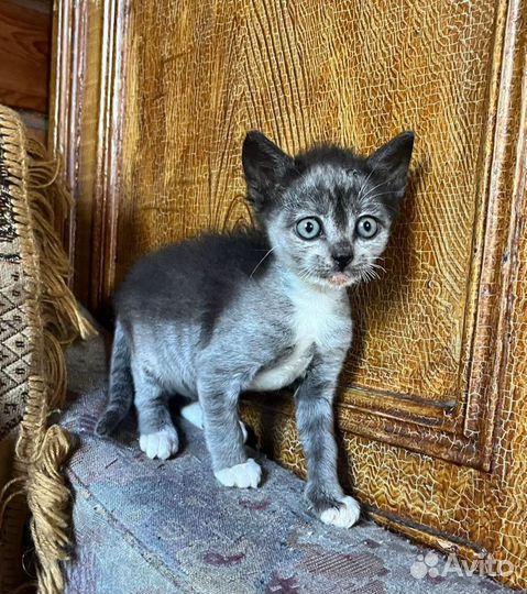 Котёнок Мотя в добрые руки. Бесплатно