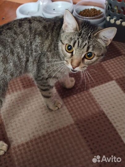 Отдам бесплатно