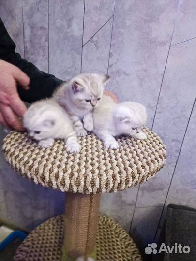 Шотландские вислоухие котята