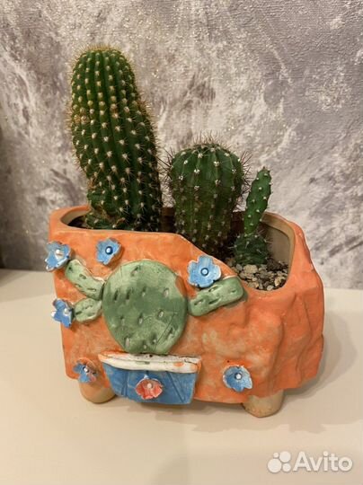 Живые кактусы в керамическом кашпо
