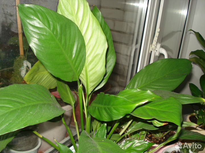 Спатифиллум