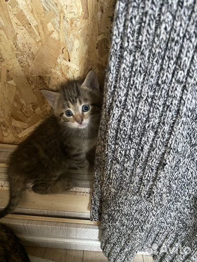 Котята в добрые руки очень умные, и преданные