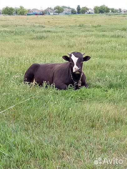 Бычок 10 месяцев