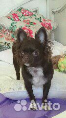 Передержка собак мелких пород