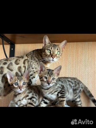 Котенок бенгал